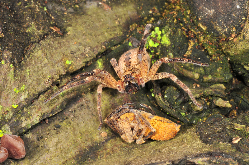 Zoropsis sp.
